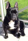 Photo de Bouledogue franais assis